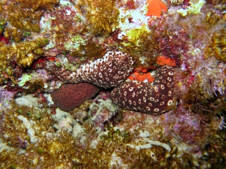 Holothuria sanctori (Delle Chiaje, 1823)  e Tubi di Cuvier
